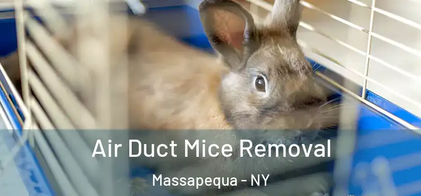  Air Duct Mice Removal Massapequa - NY